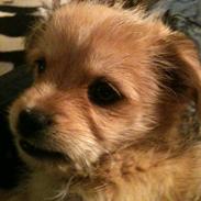 Blanding af racer Frida<3