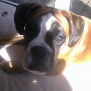 Boxer Boxon Engel (Bessie)