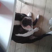 Boston terrier Bertram