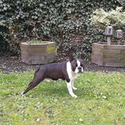 Boston terrier Bertram