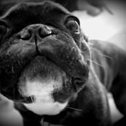 Fransk bulldog Oscar