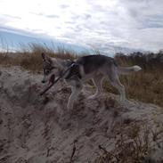 Siberian husky Zika