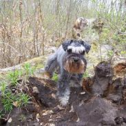 Dvaergschnauzer Schnauzerlyst´s Joker