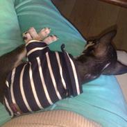 Chihuahua Louis Victor