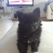 Blanding af racer **Pomeranian/Papillion** Malou
