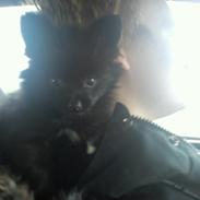 Blanding af racer **Pomeranian/Papillion**    Malou