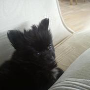Blanding af racer **Pomeranian/Papillion** Malou
