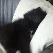 Blanding af racer **Pomeranian/Papillion** Malou
