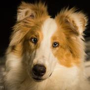 Collie langhåret Charlie