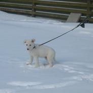 Hvid schæfer Aslan  snowboy vom smidstrup ( himmelhund)