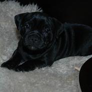 Staffordshire bull terrier Chicca