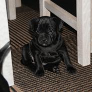 Staffordshire bull terrier Chicca