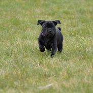 Staffordshire bull terrier Chicca