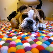 Engelsk bulldog Norma Jeane