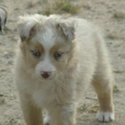 Miniature Australian Shepherd Blue