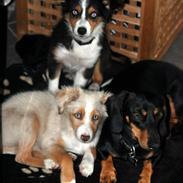 Miniature Australian Shepherd Blue