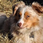 Miniature Australian Shepherd Blue