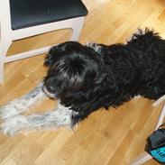 Blanding af racer Thor aflivet