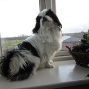 Pekingeser Bonzo