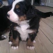 Berner sennenhund Cleo