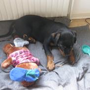 Rottweiler Fenya