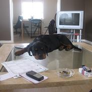 Rottweiler Fenya