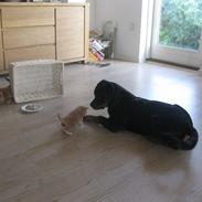 Rottweiler Fenya