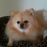 Pomeranian Rocky