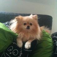 Pomeranian Rocky