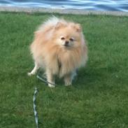 Pomeranian Rocky
