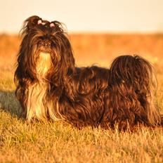 Lhasa apso Kenzo