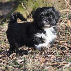 Lhasa apso Kenzo