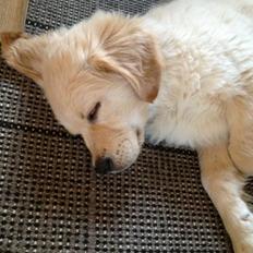 Blanding af racer Sofus