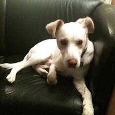 Greyhound blanding Laban The Champion