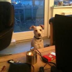 Greyhound blanding Laban The Champion