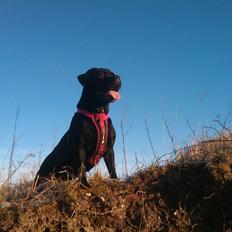 Blanding af racer Cleo
