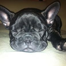 Fransk bulldog Anton