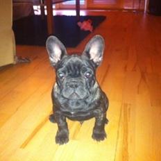 Fransk bulldog Anton