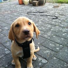 Blanding af racer Mika (Labrador/DSG)