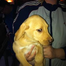 Blanding af racer Mika (Labrador/DSG)