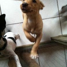 Blanding af racer Mika (Labrador/DSG)