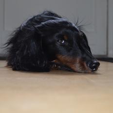 Miniature gravhund Molly