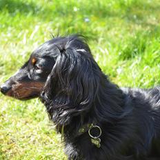 Miniature gravhund Molly