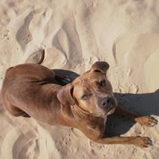 Amerikansk staffordshire terrier Tikki