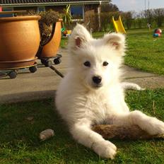 Dansk Spids Sir Elton John