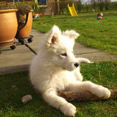 Dansk Spids Sir Elton John