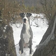 Blanding af racer Lulu