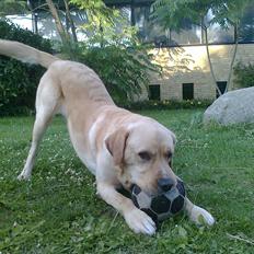 Labrador retriever Thor