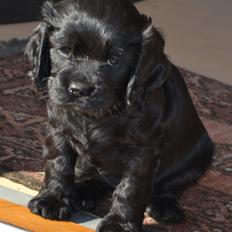 Blanding af racer Gucci (Bella-Luna)