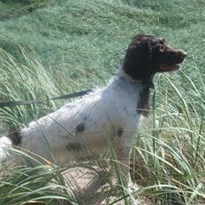 Field Trial spaniel Chanel
